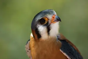 Sparrowhawk: Kestrel (Falco sparverius)