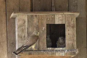 Place: Kestrel (Falco tinnunculus) female and young birds at the incubator