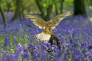 Kestrel: Kestrel (Falco tinnunculus) flying through a bluebell (Hyaci