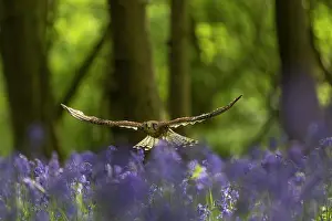 Vince Burton: Kestrel (Falco tinnunculus) flying through a bluebell (Hyaci