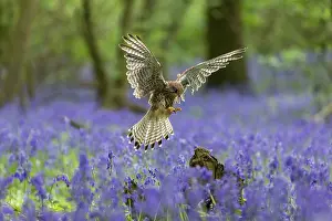 Vince Burton: Kestrel (Falco tinnunculus) flying through a bluebell (Hyaci