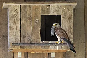 Catch: Kestrel (Falco tinnunculus) male with captured mouse for the young
