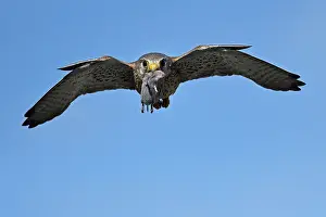 Held: Kestrel (Falco tinnunculus) male with prey in his