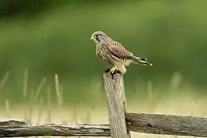 Hunter: Kestrel (Falco tinnunculus) with prey on a post