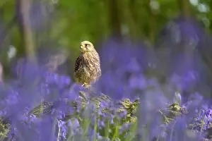 Kestrel: Kestrel (Falco tinnunculus) sitting in a bluebell (Hyacintho