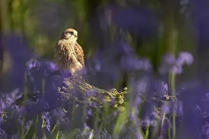 Kestrel: Kestrel (Falco tinnunculus) sitting in a bluebell (Hyacintho