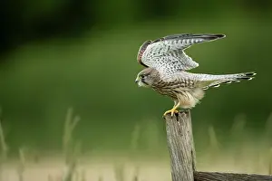 Hunter: Kestrel (Falco tinnunculus) taking off from a post