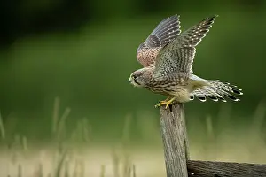 Hunter: Kestrel (Falco tinnunculus) taking off from a post