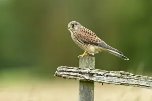 Hunter: Kestrel (Falco tinnunculus) watching on a post