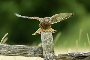 Hunter: Kestrel (Falco tinnunculus) watching on a post