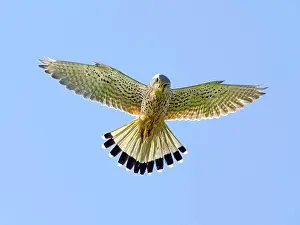 Kestrel: Kestrel, female Common Kestrel (Falco tinnunculus)