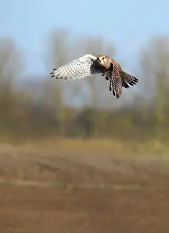 Hovering: Kestrel - female in fight over field looking for