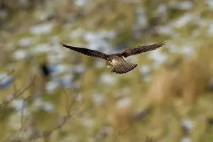 Jake Stephen: Kestrel female in flight hovering over partially