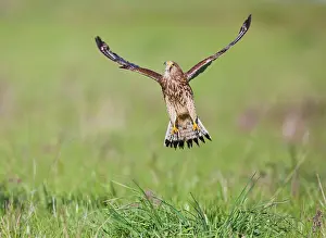 Takes: Kestrel - female in flight takes off