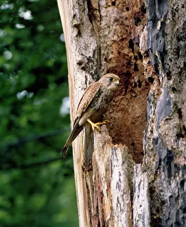 Mark Walker: Kestrel - female at nest cavity