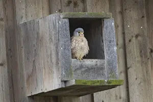 Wooden: Kestrel female sitting in wooden nesting box looking from the front right