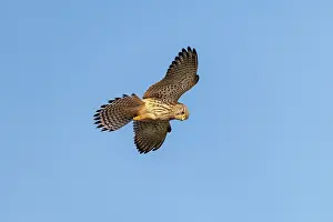 Kestrel: Kestrel - Juvenile - Flight - UK