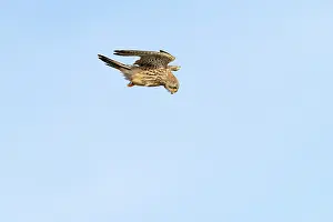 Kestrel: Kestrel - Juvenile - Flight - UK