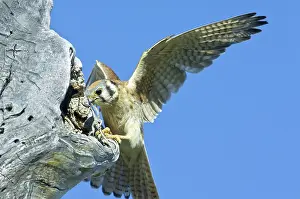 Sparverius: Kestrel with Lizard