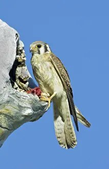 Chipmunk: Kestrel at nest