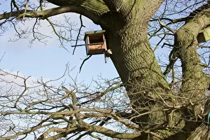 Fixed: Kestrel nesting box fixed to side of large oak tree