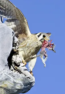 Chipmunk: Kestrel with Prey