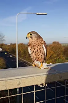 Motorways: Kestrel - with prey on motorway bridge