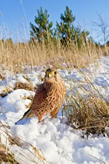 Brian Bevan: Kestrel - young male with prey in snow