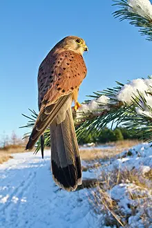 Brian Bevan: Kestrel - young male with prey in snow
