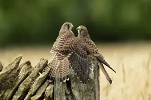 Hunter: Kestrels (Falco tinnunculus) feeding on a post