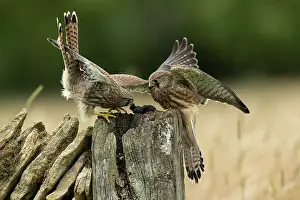 Hunter: Kestrels (Falco tinnunculus) feeding on a wall