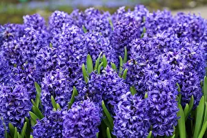 Connie: Keukenhof Gardens, Holland, early crocus