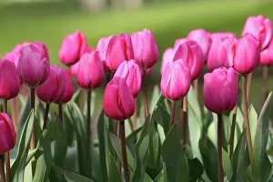 Connie: Keukenhof Gardens, Holland, specializes