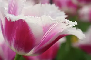 Connie: Keukenhof Gardens, Holland, specializes