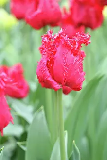 Connie: Keukenhof Gardens, Holland, specializes