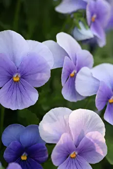 Connie: Keukenhoff Gardens, Netherlands