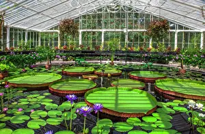Nymphaeaceae: Kew Gardens. Waterlily House. Water lilies with