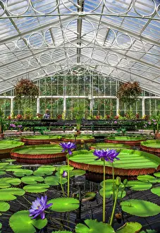 Nymphaeaceae: Kew Gardens. Waterlily House. Water lilies with