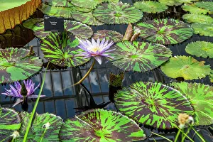 Nymphaeaceae: Kew Gardens. Waterlily House. Waterlilies Foxfire