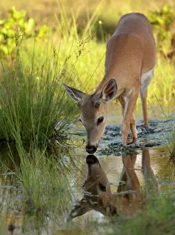 Bending: Key Deer buck Odocoileus virginianus clavium)