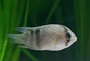 Cichlids: Keyhole cichlid E side view, tropical freshwater
