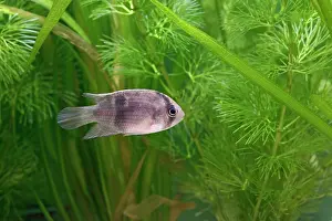 Cichlids: Keyhole Cichlid - side view by weeds