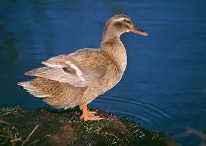 Campbell: Khaki Campbell Domestic Duck - By waters edge