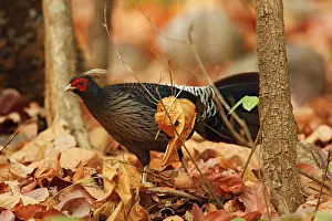 Lophura: Khaleej Pheasant