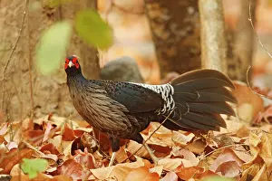 Shorea: Khaleej Pheasant, Corbett National Park
