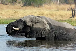 Bathe: Khwai River