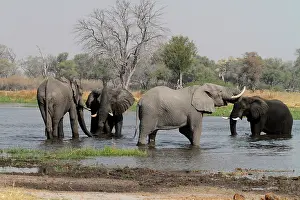 Bathe: Khwai River