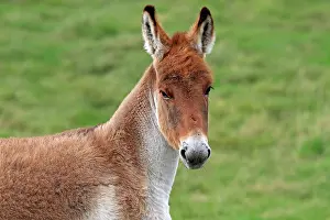 Kiang: Kiang / Tibetan Wild Ass