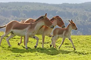 Kiang: Kiang / Tibetan Wild Ass - adults with young