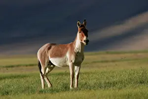 Indians: Kiang / Tibetan Wild Ass - battle-scared male during